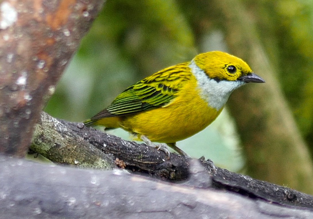 Silver-throated Tanager - ML205051821