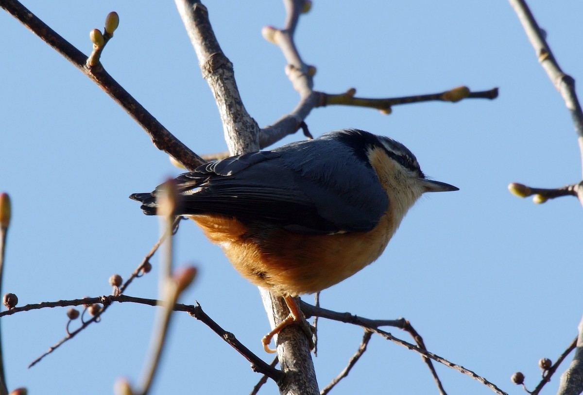 White-tailed Nuthatch - ML205052021