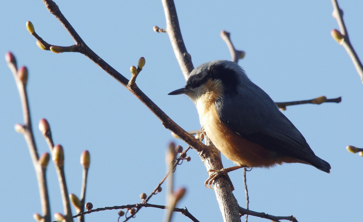 White-tailed Nuthatch - ML205052031