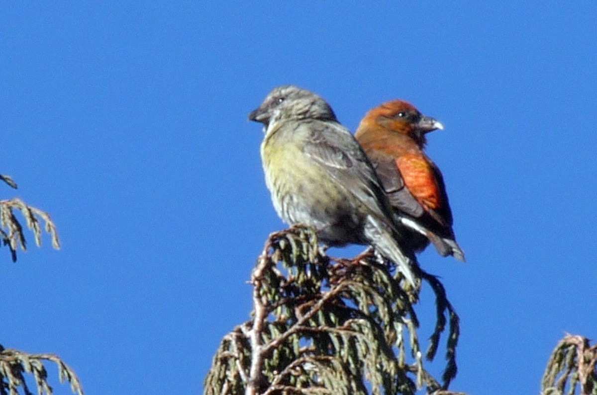 Red Crossbill (Himalayan) - ML205052271