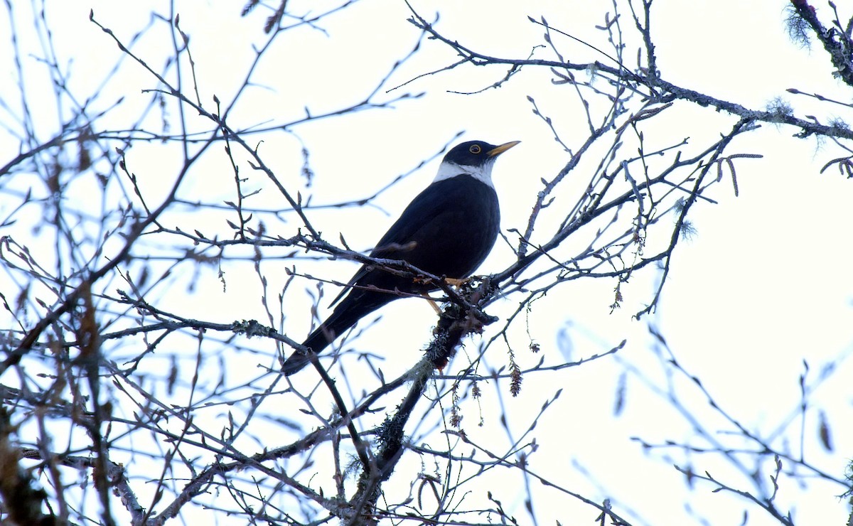 White-collared Blackbird - ML205052301