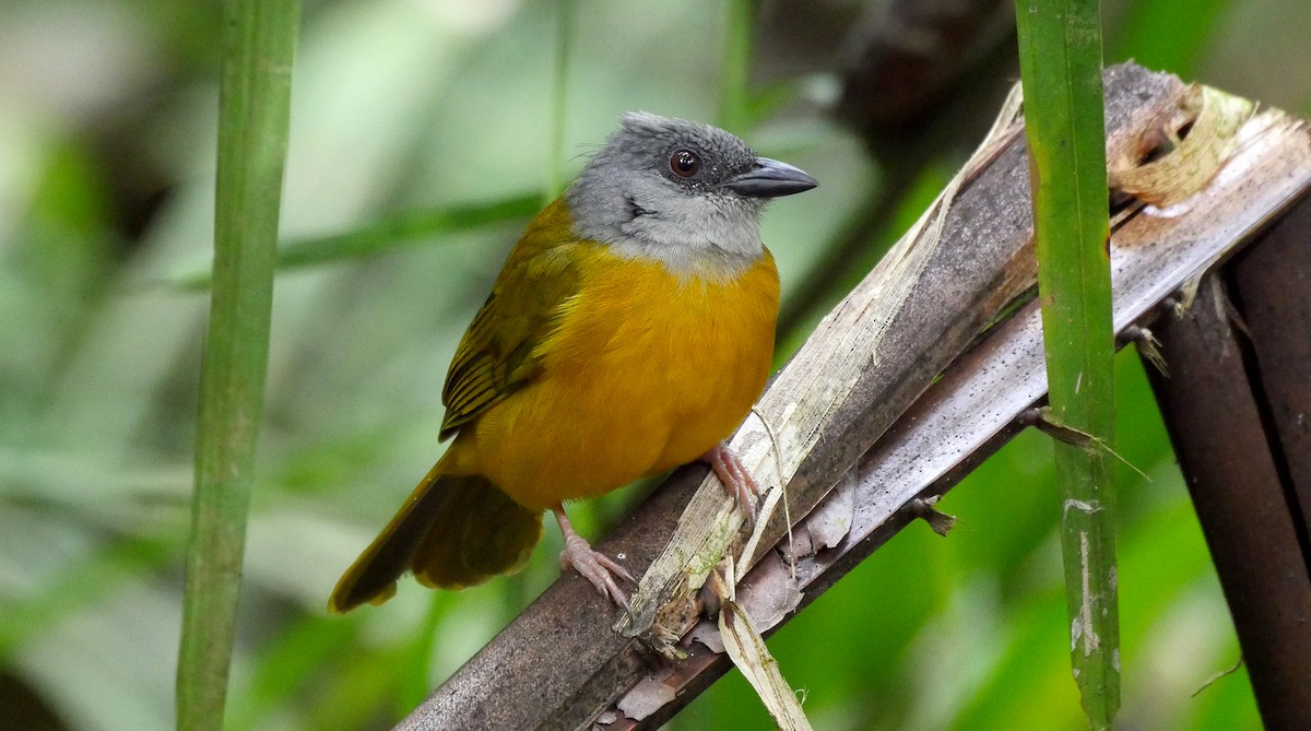 Gray-headed Tanager (Gray-crested) - ML205052361