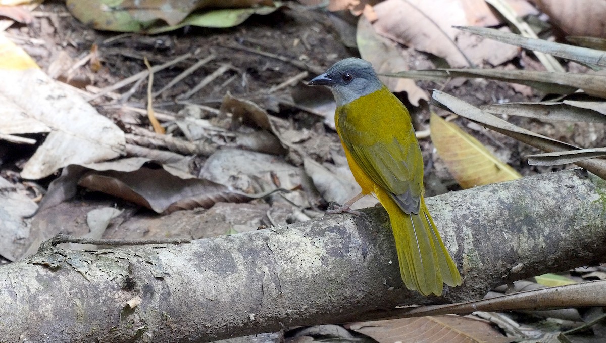 Gray-headed Tanager (Gray-crested) - ML205052371