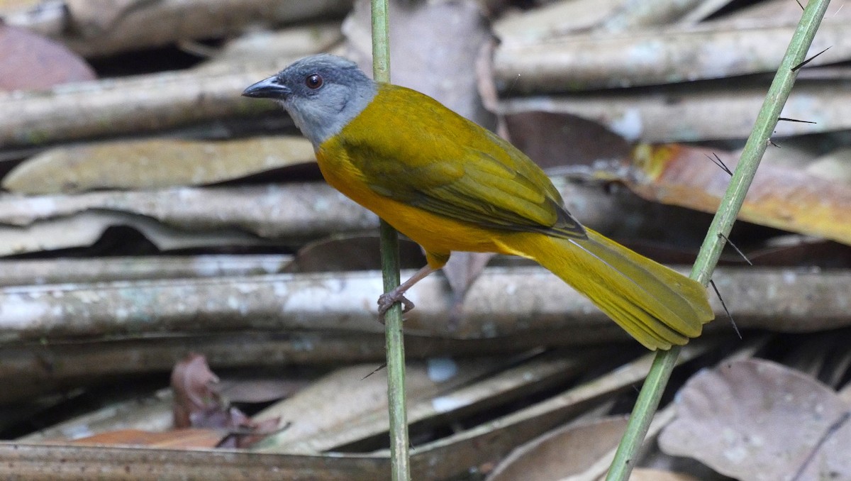 Gray-headed Tanager (Gray-crested) - ML205052381