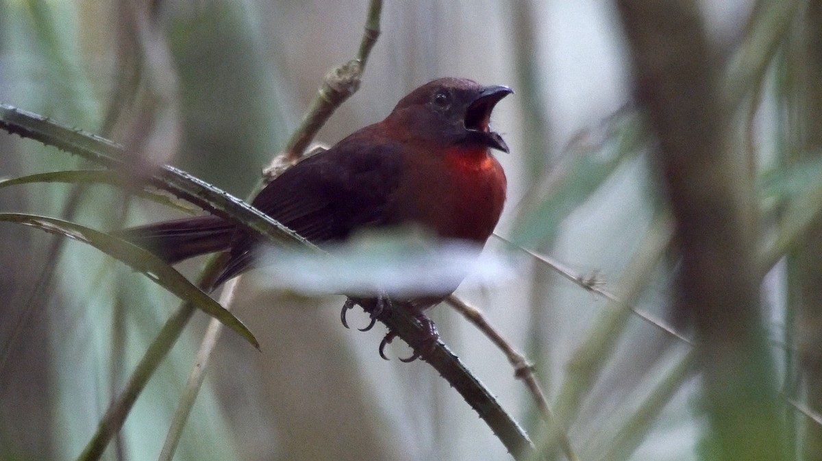 Red-throated Ant-Tanager (Red-throated) - Josep del Hoyo