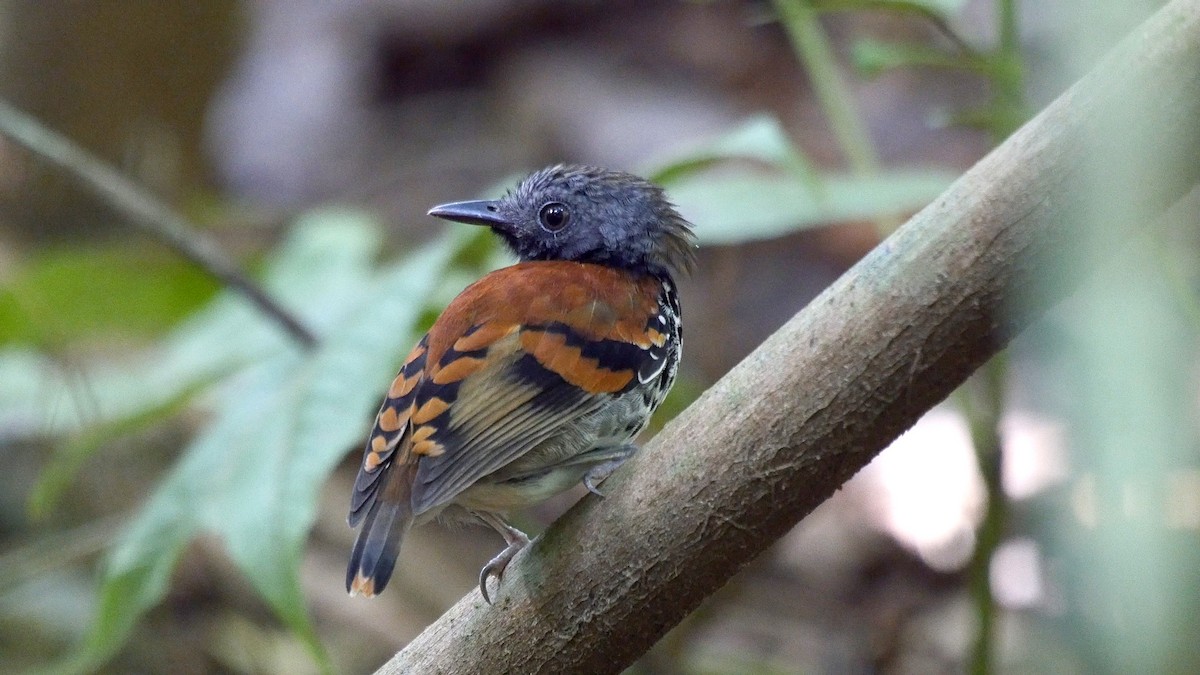 Spotted Antbird - ML205052411