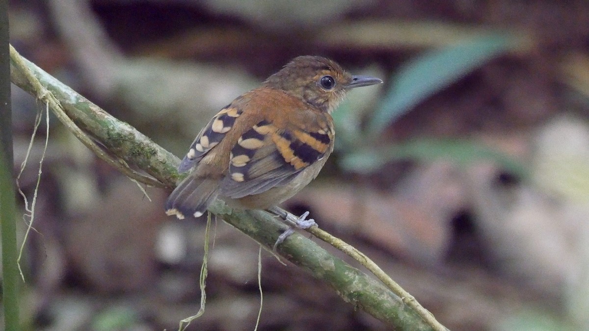 Spotted Antbird - ML205052421