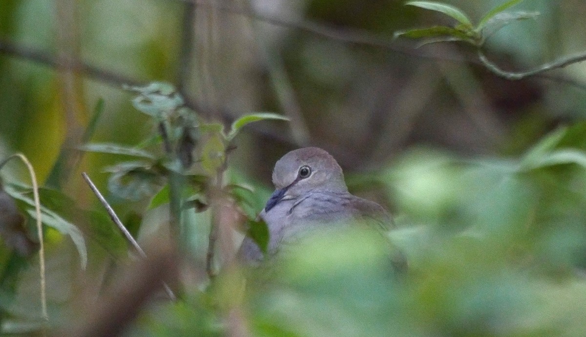 Gray-chested Dove (cassinii) - ML205052431