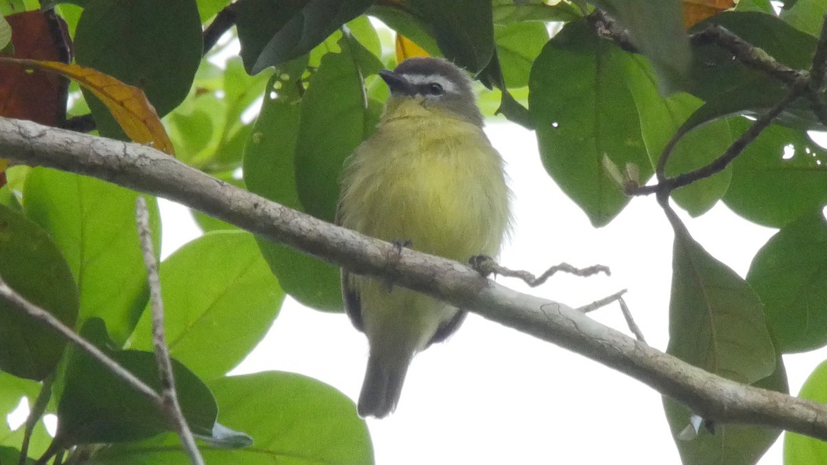 Brown-capped Tyrannulet - ML205052521