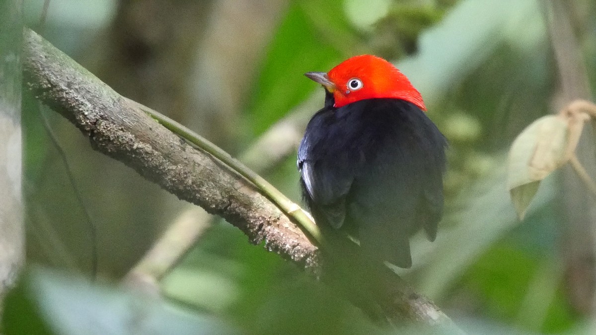 Red-capped Manakin - ML205052541