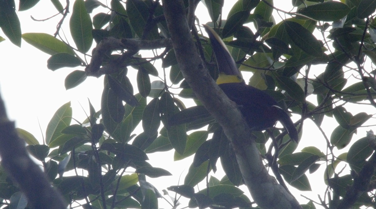 Yellow-throated Toucan (Chestnut-mandibled) - ML205052551