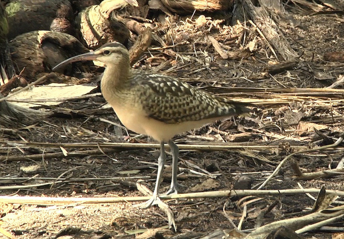 Bristle-thighed Curlew - ML205052781