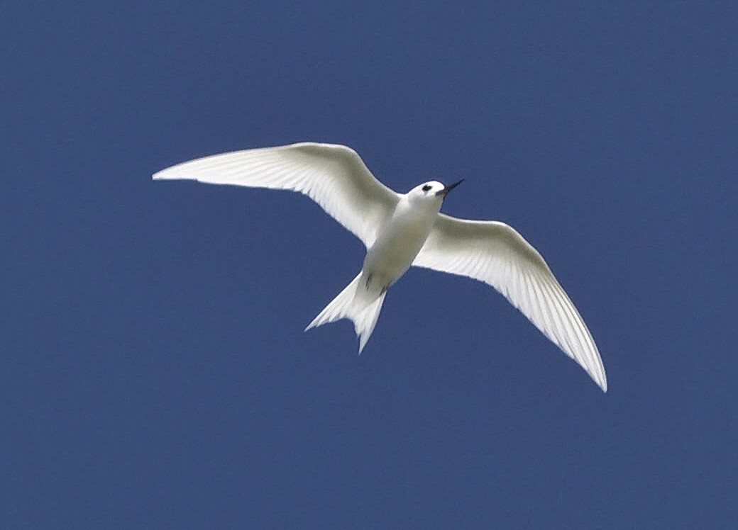White Tern (Pacific) - ML205052841