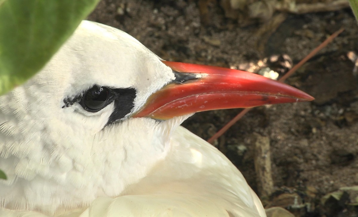 Red-tailed Tropicbird - ML205052881