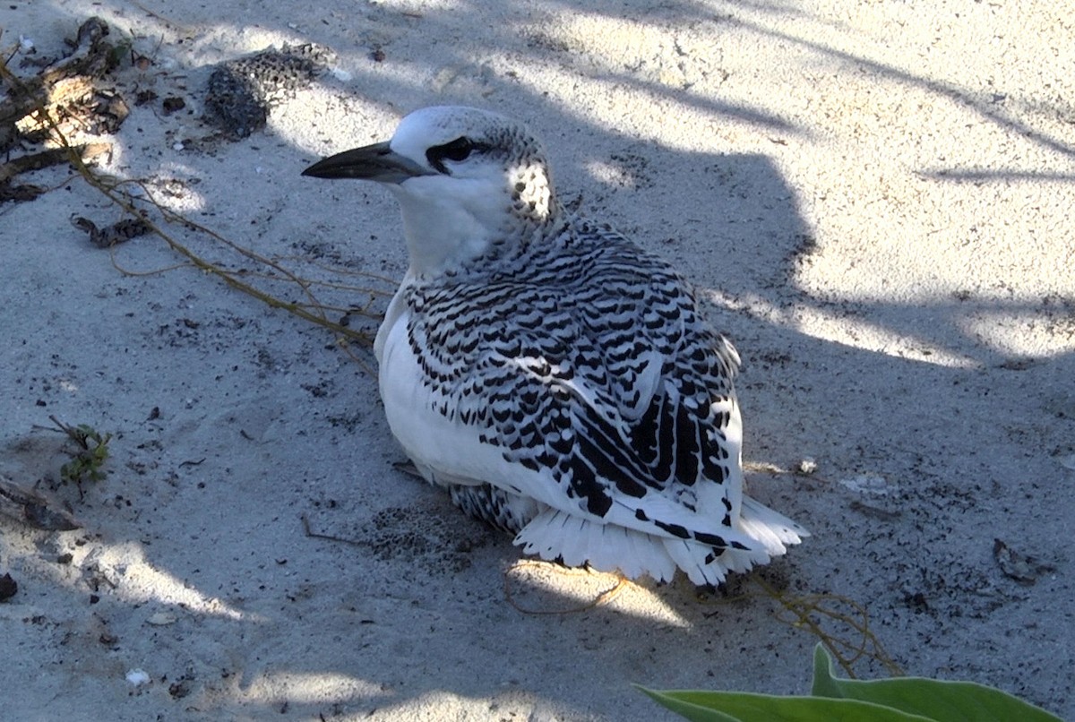 Red-tailed Tropicbird - ML205052911