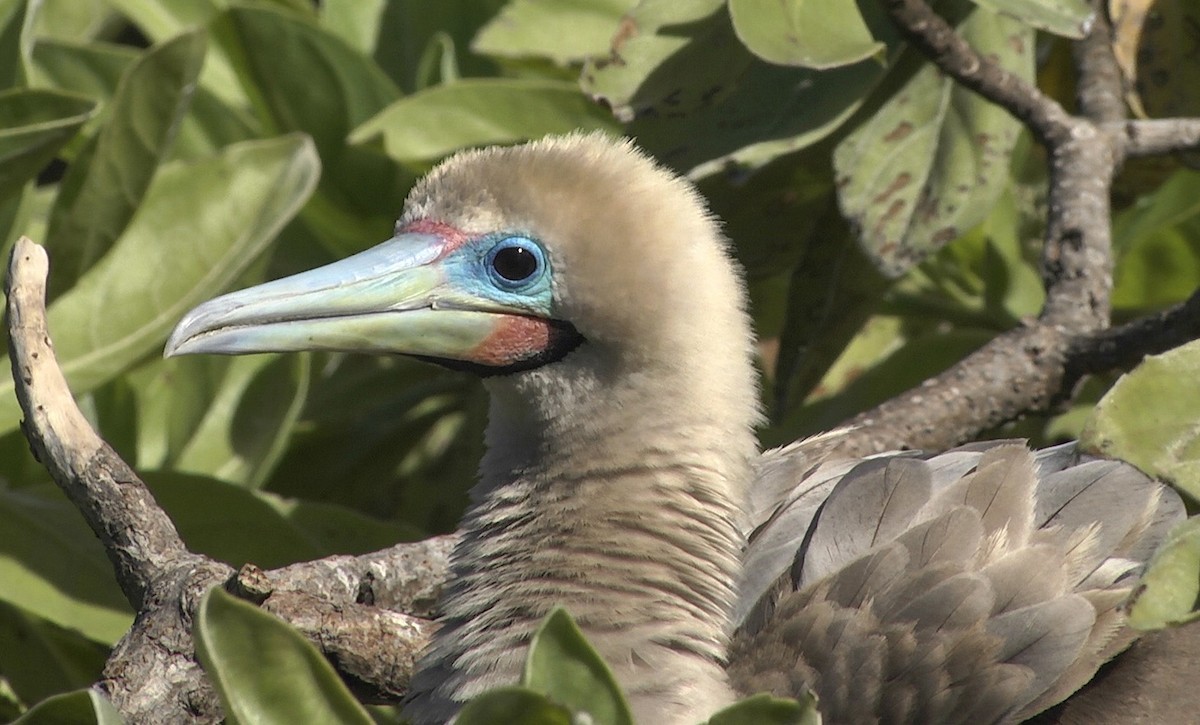 Red-footed Booby - ML205052951