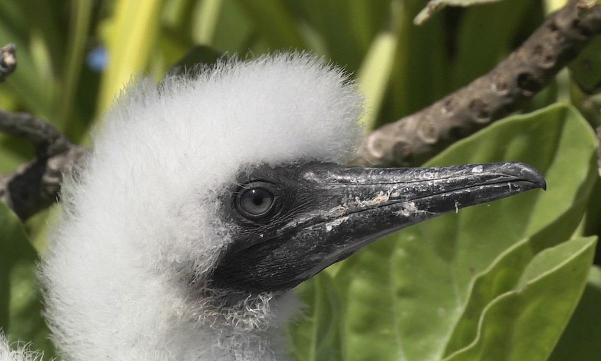 Red-footed Booby - ML205052971