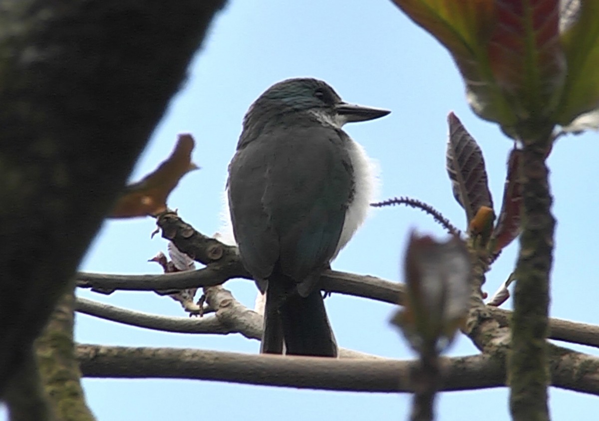 Society Kingfisher (Tahiti) - Josep del Hoyo
