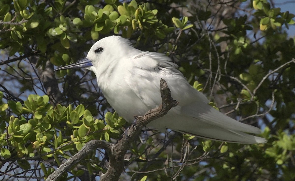 White Tern (Pacific) - Josep del Hoyo