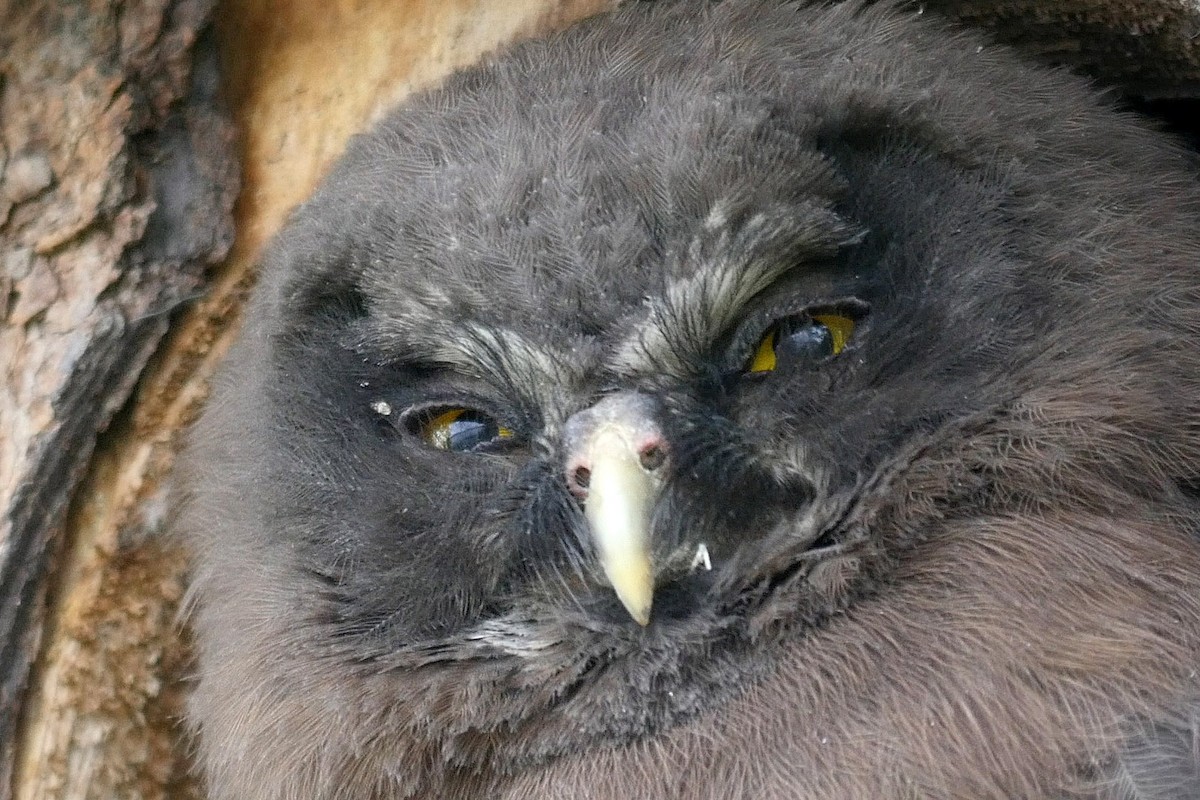 Boreal Owl (Tengmalm's) - ML205053191