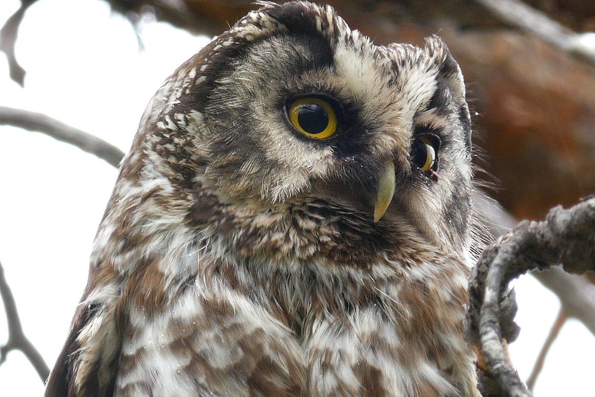 Boreal Owl (Tengmalm's) - ML205053201