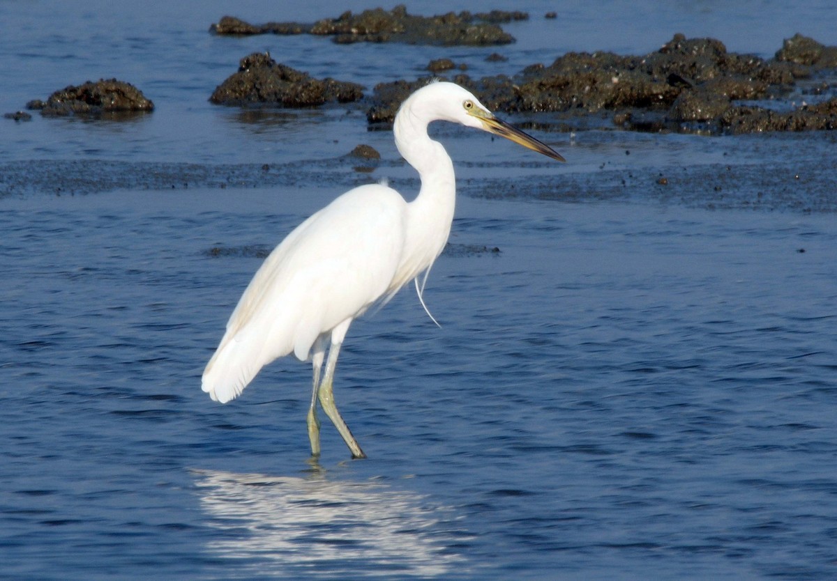 Chinese Egret - Josep del Hoyo