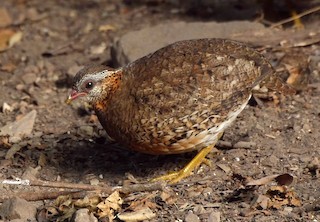 Scaly-breasted Partridge (Green-legged), ML205053541