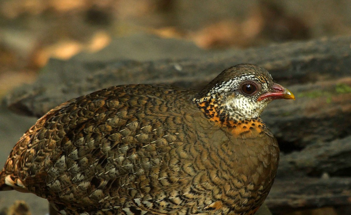 Scaly-breasted Partridge (Green-legged) - ML205053551