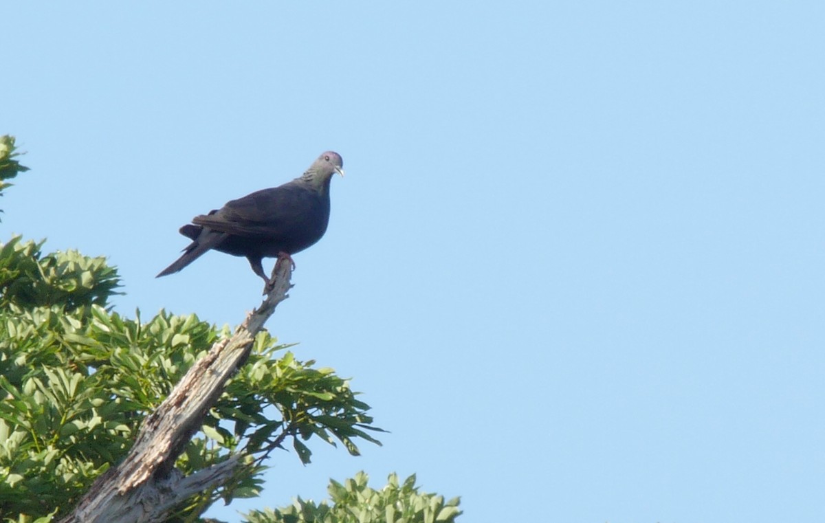 Black Wood-Pigeon - ML205053771