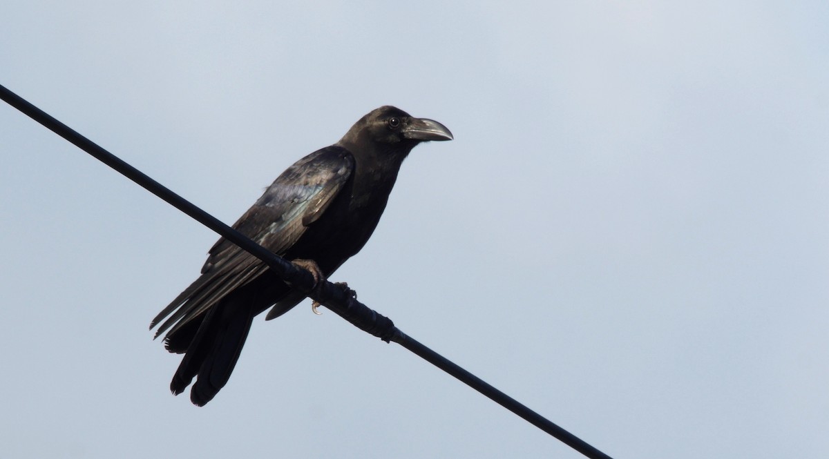 Large-billed Crow (Large-billed) - ML205053821