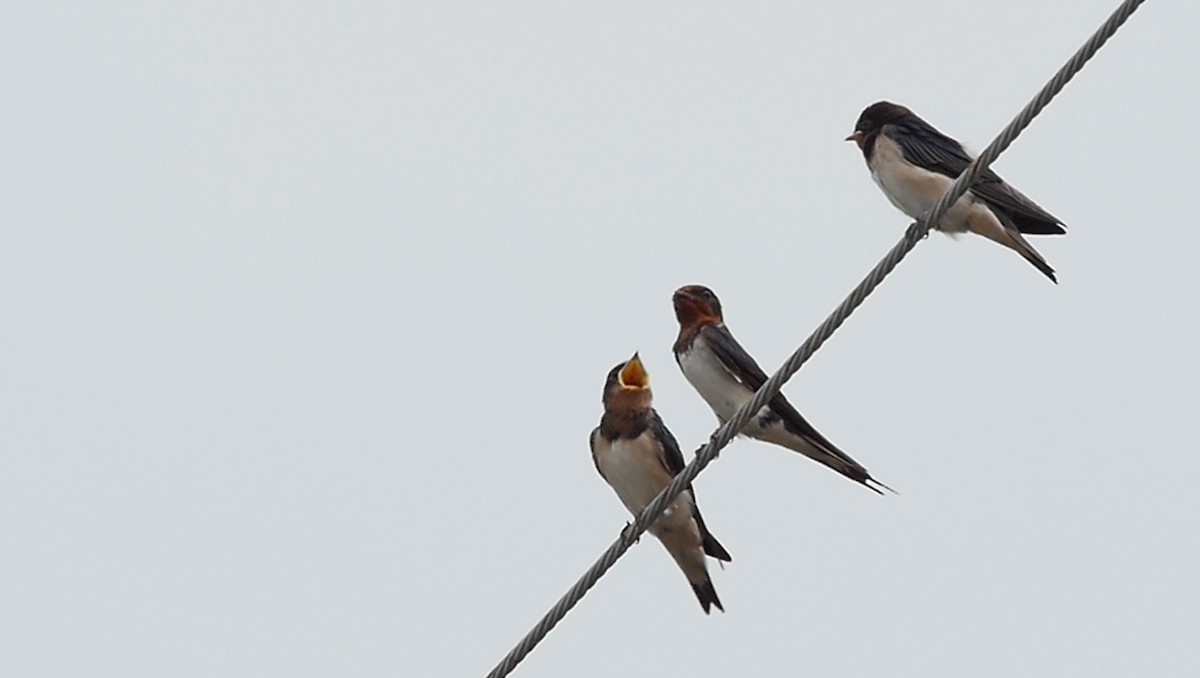 Barn Swallow (Buff-bellied) - ML205053831