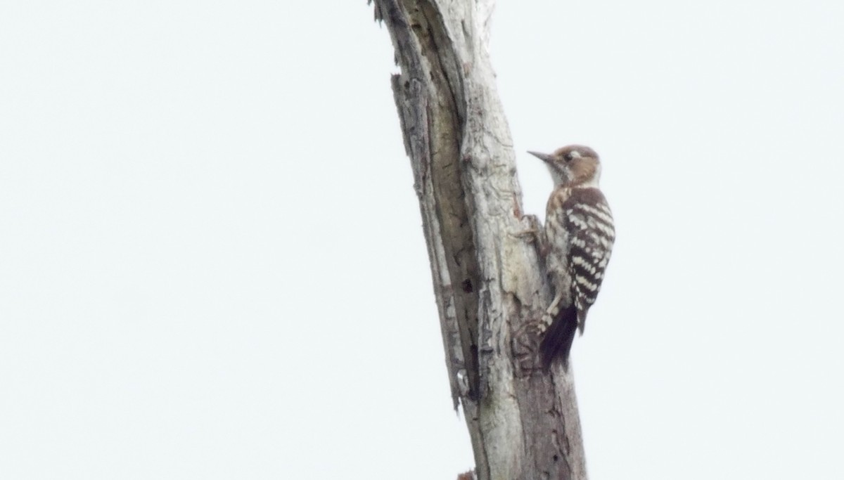 Japanese Pygmy Woodpecker - ML205053891