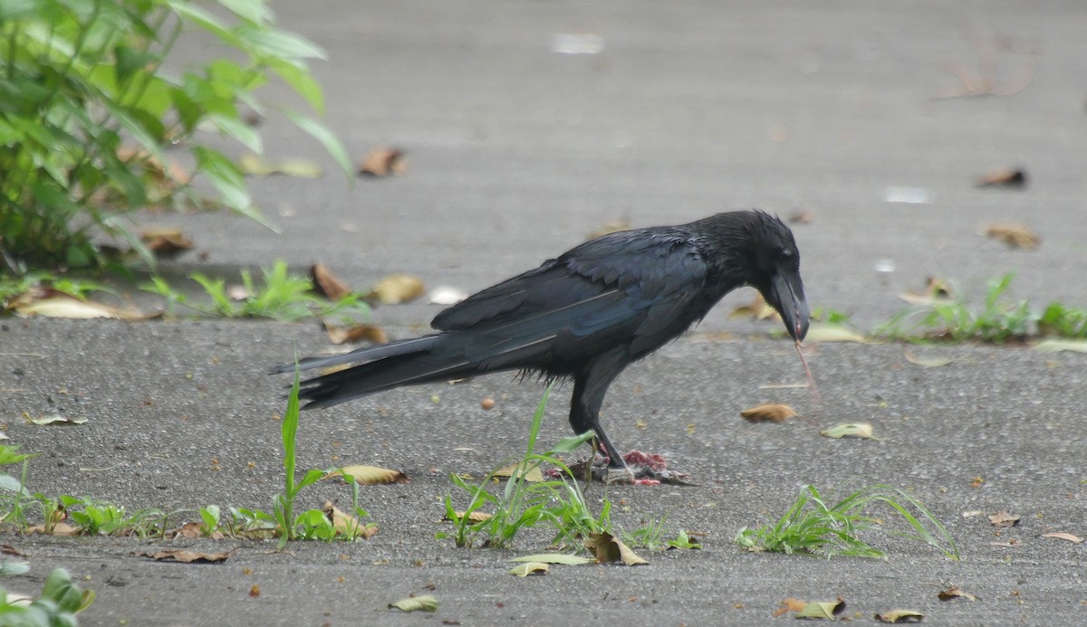 Large-billed Crow (Large-billed) - ML205054041