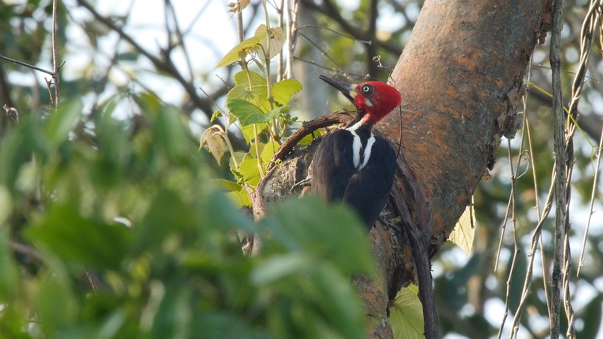 Crimson-crested Woodpecker - ML205054331