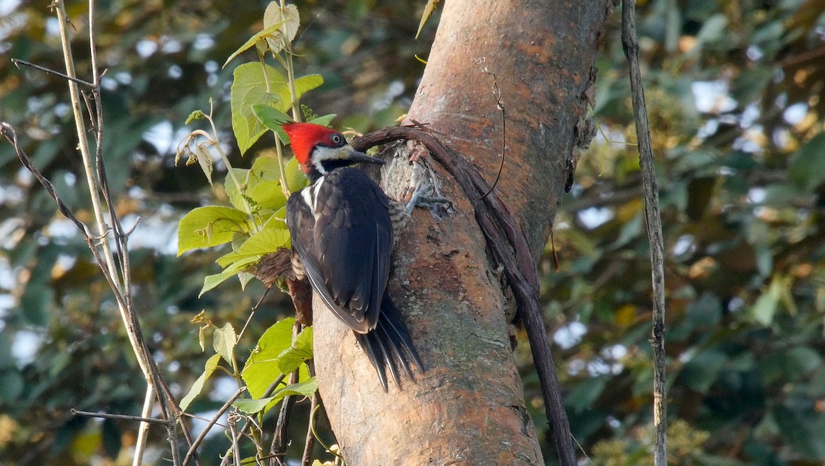 Crimson-crested Woodpecker - ML205054341