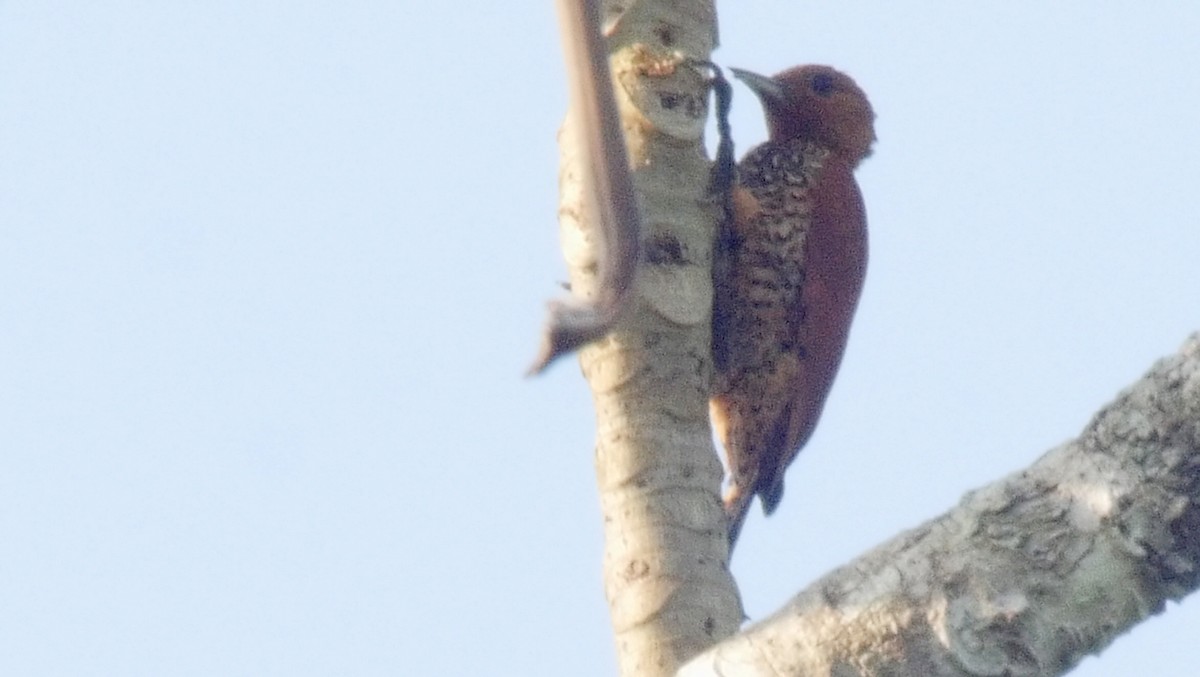 Cinnamon Woodpecker - Josep del Hoyo