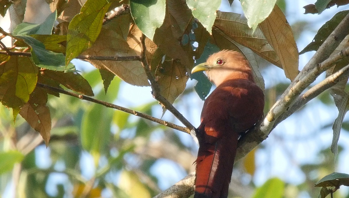 Squirrel Cuckoo (Middle America) - Josep del Hoyo
