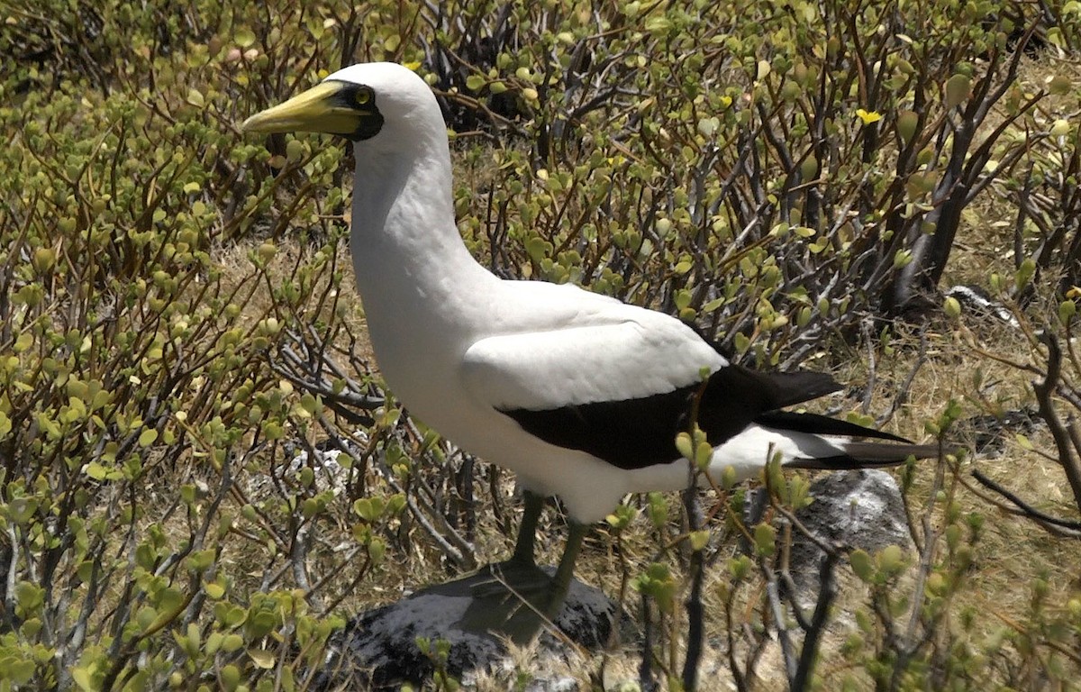 Masked Booby - ML205054591