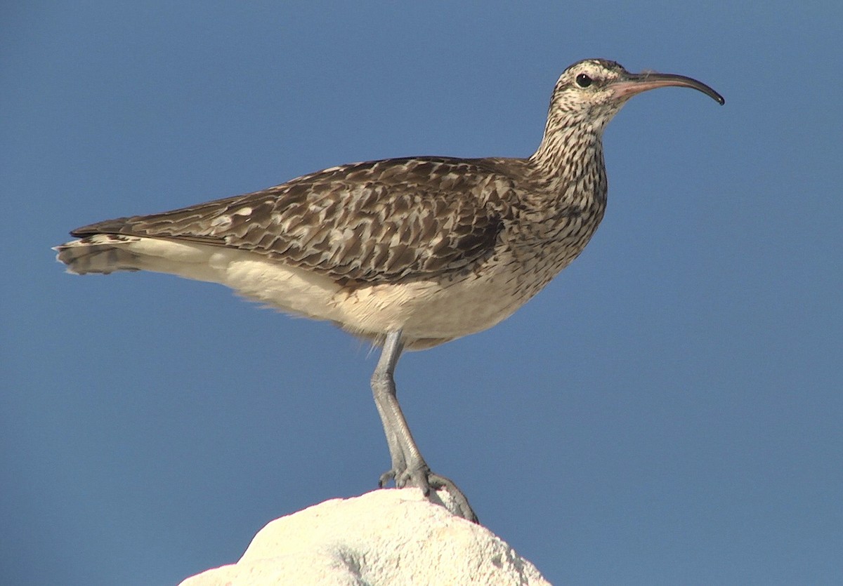 Bristle-thighed Curlew - ML205054761