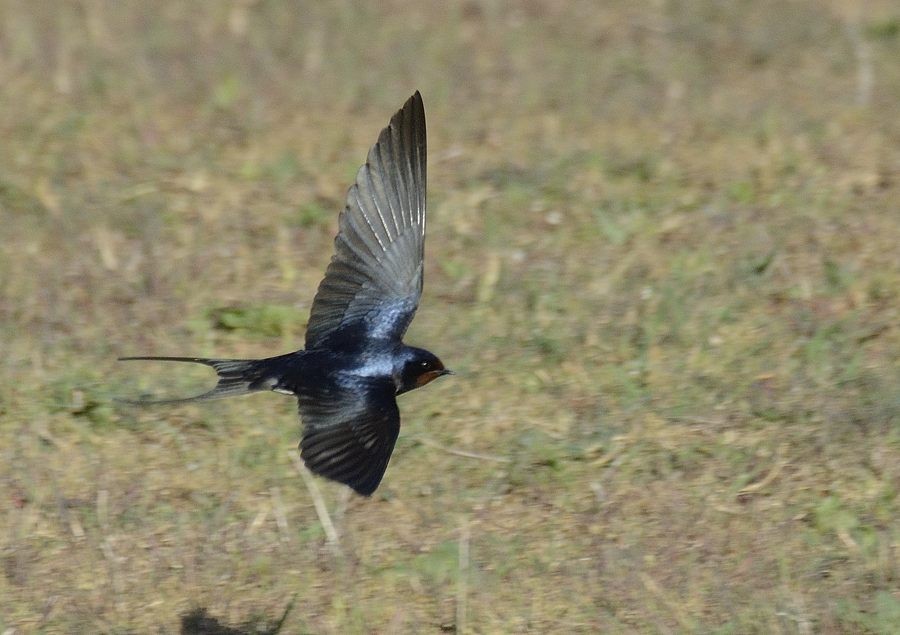 Barn Swallow (White-bellied) - ML205055231