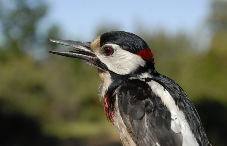 Great Spotted Woodpecker (Atlas) - Georges Olioso