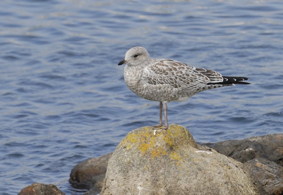 Ring-billed Gull - Georges Olioso