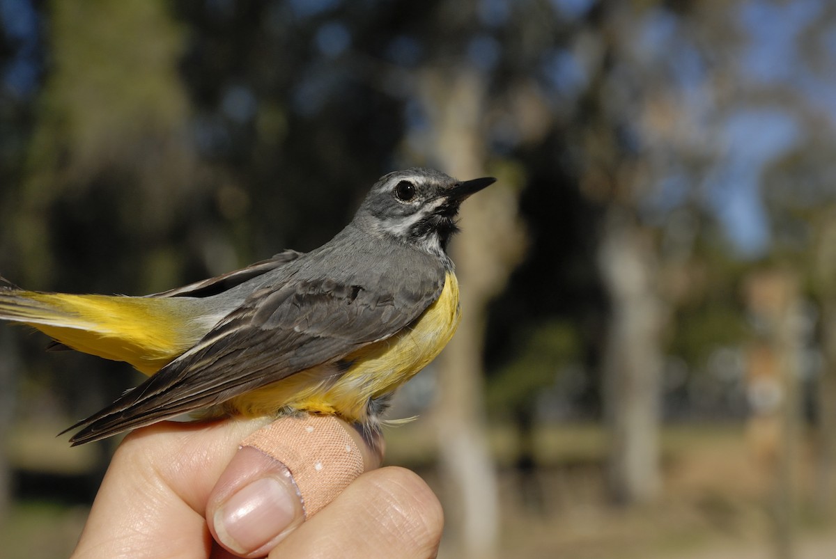 Gray Wagtail - Georges Olioso