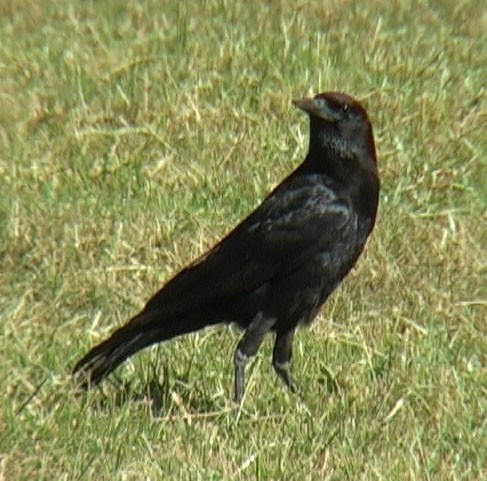 Cape Crow - Josep del Hoyo