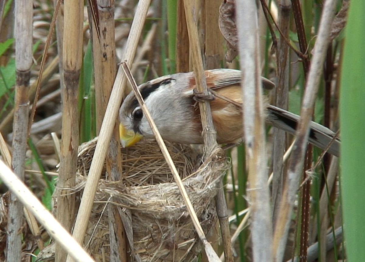 Reed Parrotbill (Northern) - ML205055691