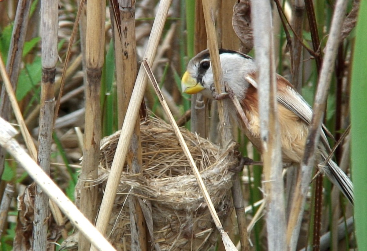 Reed Parrotbill (Northern) - Josep del Hoyo