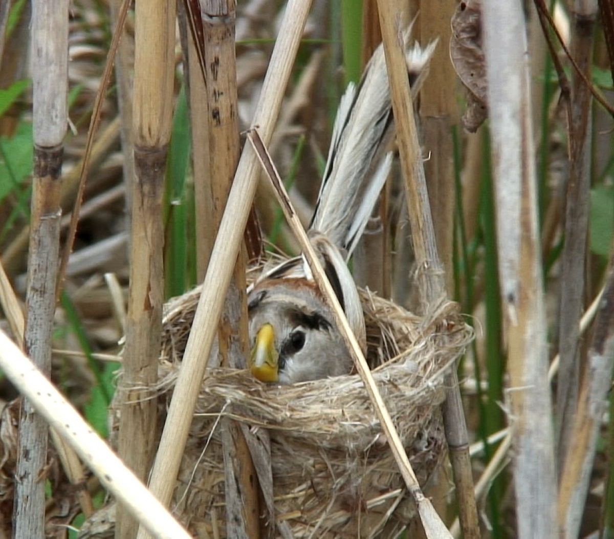 Reed Parrotbill (Northern) - ML205055711