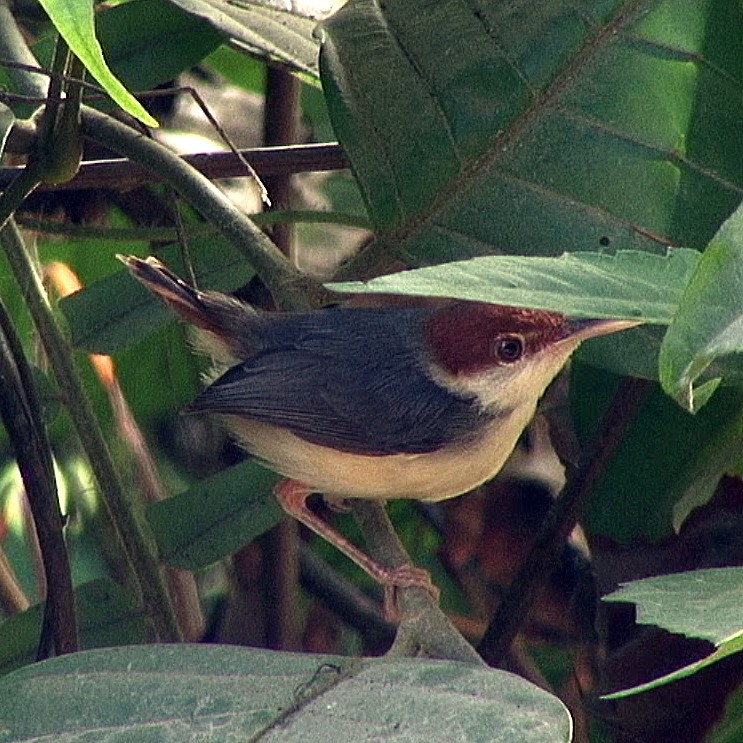 Rufous-tailed Tailorbird - ML205055821