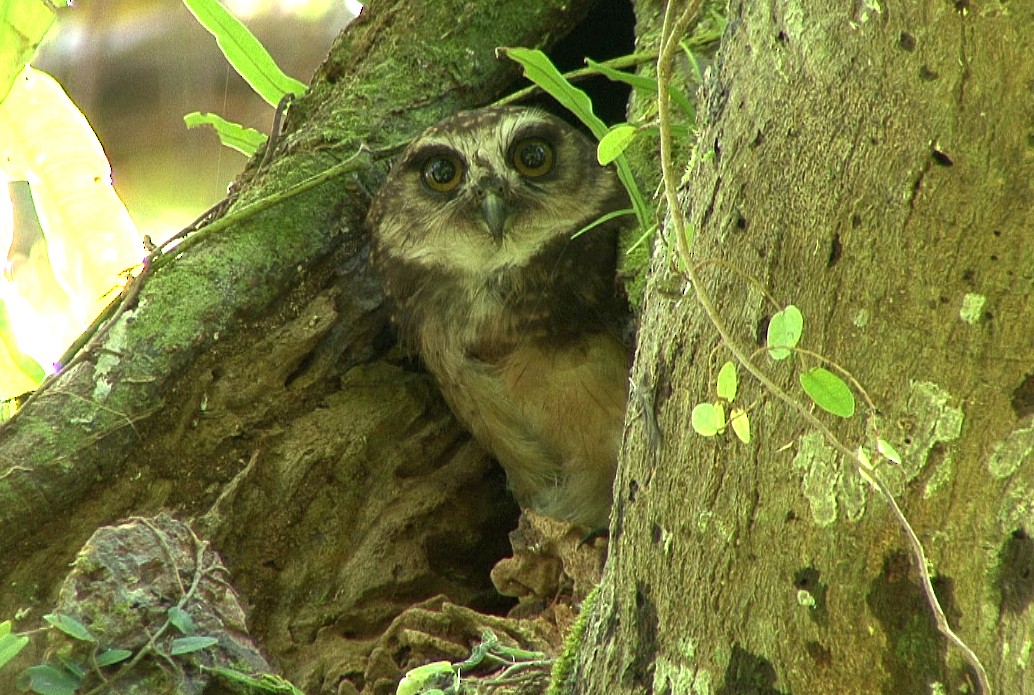 West Solomons Owl - Josep del Hoyo