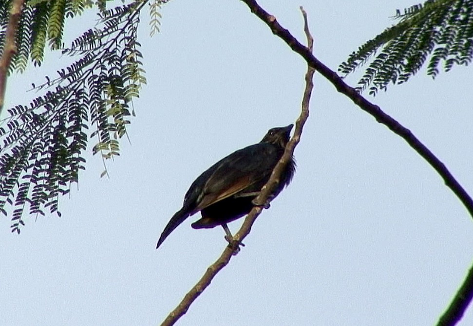 Brown-winged Starling - ML205056081